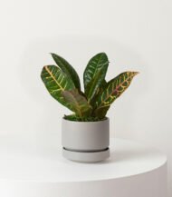 Golden Petra - Зображення 3