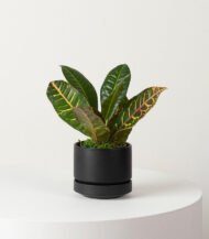 Golden Petra - Зображення 4