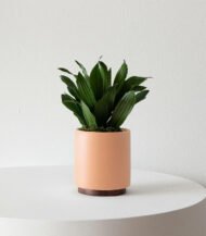 Dracaena Compacta - Зображення 2