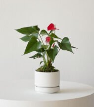 Cactus & Succulent Potting Mix - Зображення 4