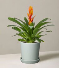 Bromeliad Vriesea - Зображення 2