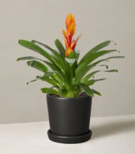 Bromeliad Vriesea - Зображення 3