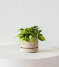 Philodendron Brasil - Зображення 2