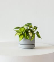 Cactus & Succulent Potting Mix - Зображення 3