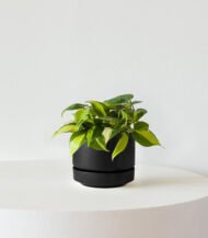 Philodendron Brasil - Зображення 4