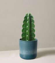 Cuddly Cactus - Зображення 2