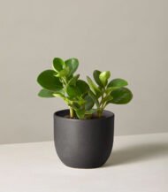 Peperomia Obtusifolia - Зображення 3