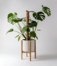 Golden Petra - Зображення 5