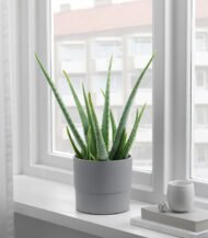 Drakfrukt - Зображення 5