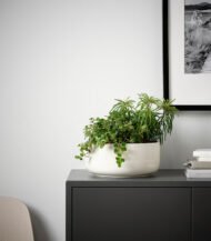 Антуріум - король сердець - Зображення 5