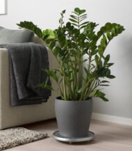 Bromeliad Vriesea - Зображення 5